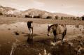 Foto de  A  A  Axalom - Galería: D70  Blanc y Negre - Fotografía: Los Caballos Caminando