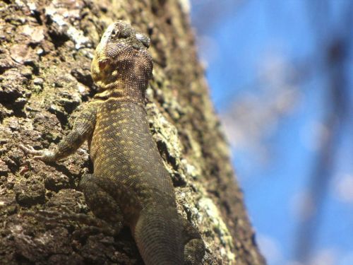 Fotografia de Denys Damasceno Rodrigues - Galeria Fotografica: Mais Zoo Bralia - Foto: 