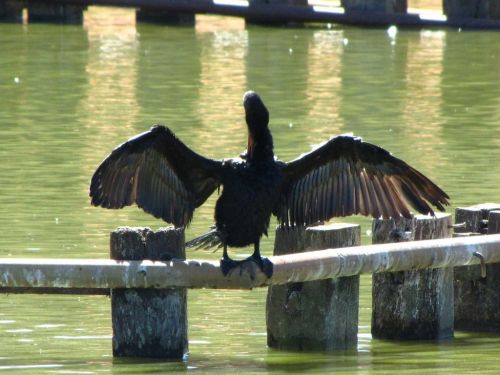 Fotografia de Denys Damasceno Rodrigues - Galeria Fotografica: Mais Zoo Bralia - Foto: 