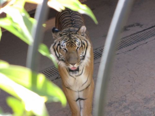 Fotografia de Denys Damasceno Rodrigues - Galeria Fotografica: Mais Zoo Bralia - Foto: 