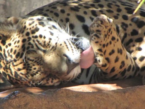 Fotografia de Denys Damasceno Rodrigues - Galeria Fotografica: Mais Zoo Bralia - Foto: 