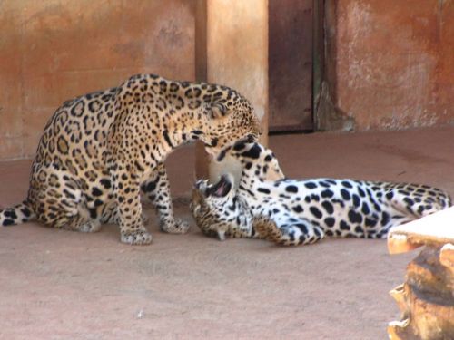 Fotografia de Denys Damasceno Rodrigues - Galeria Fotografica: Mais Zoo Bralia - Foto: 