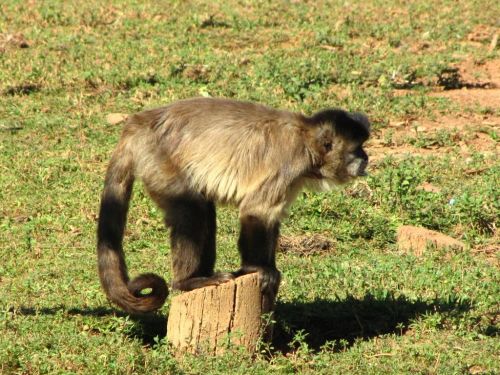 Fotografia de Denys Damasceno Rodrigues - Galeria Fotografica: Mais Zoo Bralia - Foto: 
