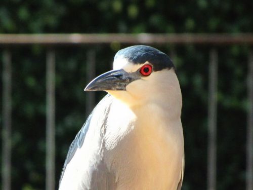 Fotografia de Denys Damasceno Rodrigues - Galeria Fotografica: Mais Zoo Bra�lia - Foto: 