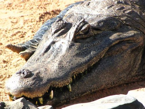 Fotografia de Denys Damasceno Rodrigues - Galeria Fotografica: Mais Zoo Bra�lia - Foto: 