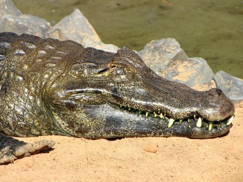 Fotografia de Denys Damasceno Rodrigues - Galeria Fotografica: Mais Zoo Bra�lia - Foto: 