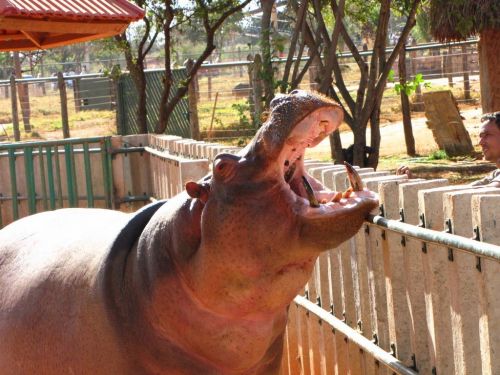 Fotografia de Denys Damasceno Rodrigues - Galeria Fotografica: Mais Zoo Bra�lia - Foto: 