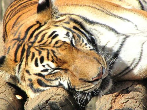 Fotografia de Denys Damasceno Rodrigues - Galeria Fotografica: Mais Zoo Bra�lia - Foto: 