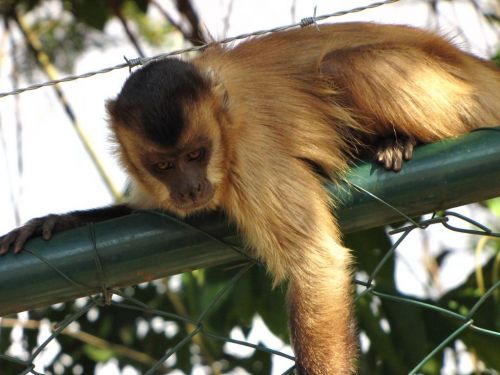 Fotografia de Denys Damasceno Rodrigues - Galeria Fotografica: Mais Zoo Bralia - Foto: 