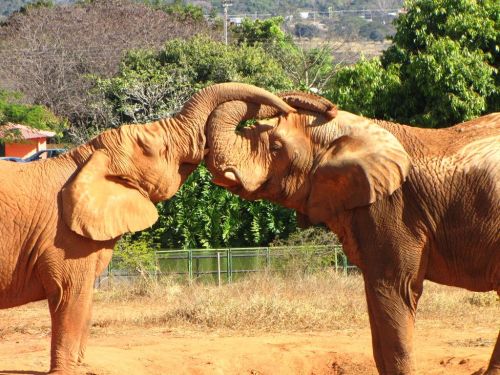 Fotografia de Denys Damasceno Rodrigues - Galeria Fotografica: Mais Zoo Bra�lia - Foto: 