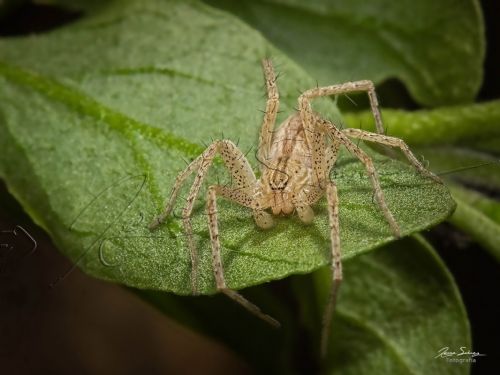 Fotografia de jorgesuarez - Galeria Fotografica: Macros - Foto: Casi una lobo