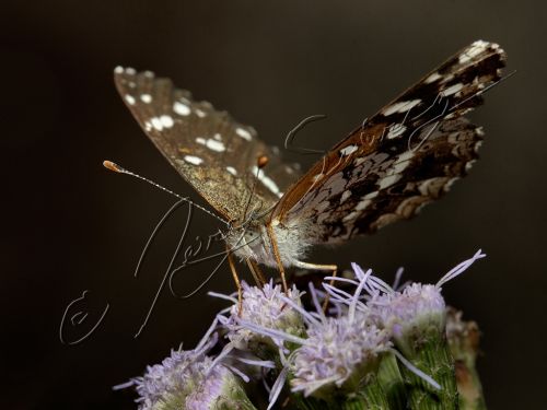 Fotografia de jorgesuarez - Galeria Fotografica: Macros - Foto: Mbatara