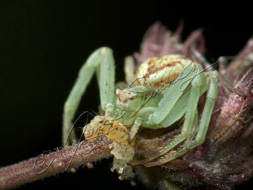 Fotografia de jorgesuarez - Galeria Fotografica: Macros - Foto: Desayuno sustancioso