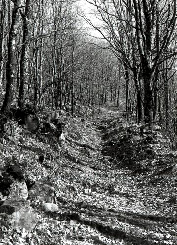 Fotografia de Imagen Dirk Borms - Galeria Fotografica: Extremadura Verde - Foto: Robledal