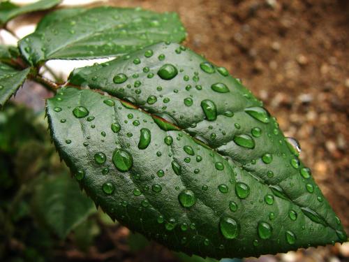 Fotografia de soma - Galeria Fotografica: de todo un poco - Foto: hoja de rosa