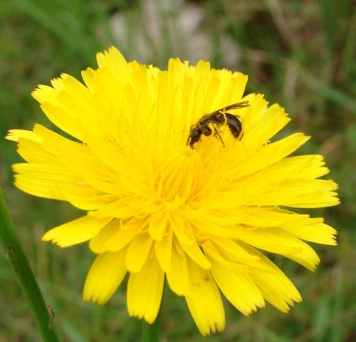 Fotografia de soma - Galeria Fotografica: de todo un poco - Foto: la abispa