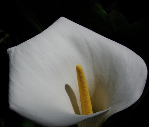 Fotografia de soma - Galeria Fotografica: de todo un poco - Foto: simple