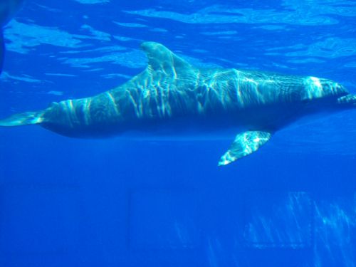 Fotografia de Jordi Mateu - Galeria Fotografica: DELFIN MULAR - Foto: Delfin Mular 6