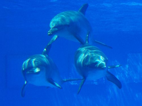 Fotografia de Jordi Mateu - Galeria Fotografica: DELFIN MULAR - Foto: Delfin Mular 5