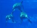Fotos de Jordi Mateu -  Foto: DELFIN MULAR - Delfin Mular 5