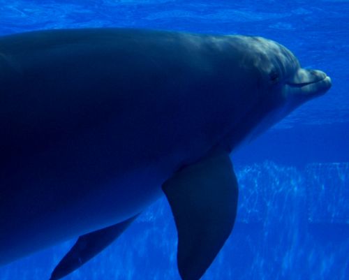 Fotografia de Jordi Mateu - Galeria Fotografica: DELFIN MULAR - Foto: Delfin Mular 4