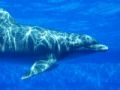 Fotos de Jordi Mateu -  Foto: DELFIN MULAR - Delfin Mular 3