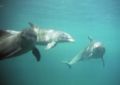 Fotos de Jordi Mateu -  Foto: DELFIN MULAR - Delfin Mular 2