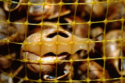 Fotografia de Lo Rocha - Galeria Fotografica: La Boqueria - Foto: Caragol