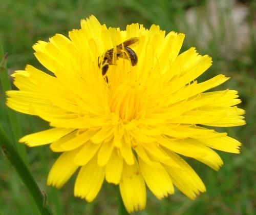 Fotografia de soma - Galeria Fotografica: macro - Foto: Abispa