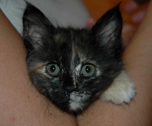 Fotografia de Alejandro G. - Galeria Fotografica: Varias #3 - Foto: Kira