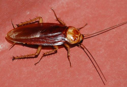 Fotografia de Alejandro G. - Galeria Fotografica: Varias #3 - Foto: Mary