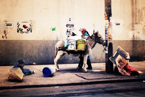 Fotografia de colorsonica - Galeria Fotografica: estetica fragmentada - Foto: burro