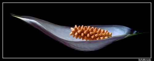 Fotografia de Rafa Miranda - Galeria Fotografica: Un poco de todo - Foto: 