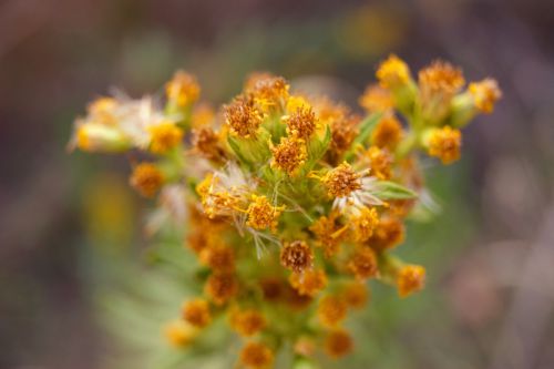 Fotografia de Floriana  - Galeria Fotografica: Otoo - Foto: Planta