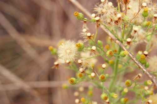 Fotografia de Floriana  - Galeria Fotografica: Otoo - Foto: Plantas