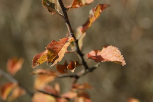 Fotografia de Floriana  - Galeria Fotografica: Otoo - Foto: 