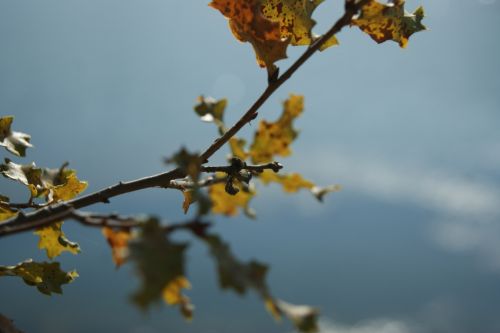 Fotografia de Floriana  - Galeria Fotografica: Otoo - Foto: El lago