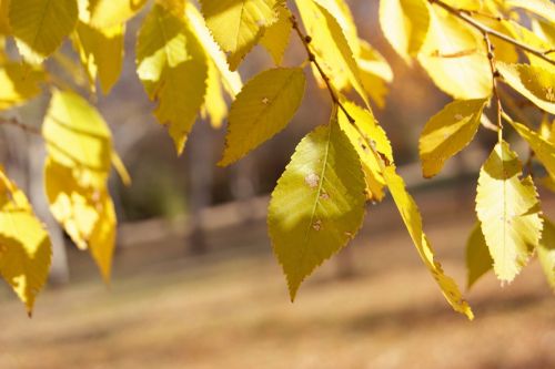 Fotografia de Floriana  - Galeria Fotografica: Otoo - Foto: Hojas del otoo