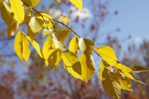 Fotografia de Floriana  - Galeria Fotografica: Otoo - Foto: Color de otoo