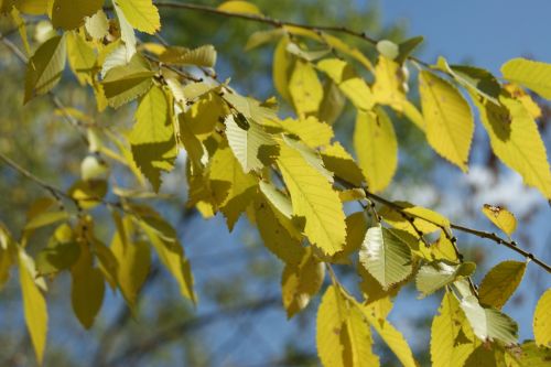 Fotografia de Floriana  - Galeria Fotografica: Otoo - Foto: Hojas