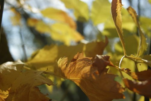 Fotografia de Floriana  - Galeria Fotografica: Otoo - Foto: Amarillo