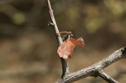 Fotografia de Floriana  - Galeria Fotografica: Otoo - Foto: Solitaria
