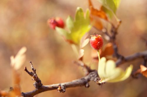 Fotografia de Floriana  - Galeria Fotografica: Otoo - Foto: 