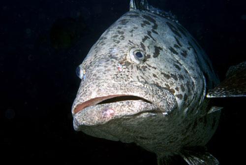 Fotografia de Freelancer - Galeria Fotografica: Encuentros bajo zero - Foto: Mero