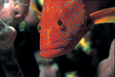 Fotografia de Freelancer - Galeria Fotografica: Encuentros bajo zero - Foto: Mero 1