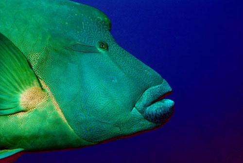 Fotografia de Freelancer - Galeria Fotografica: Encuentros bajo zero - Foto: Napoleon