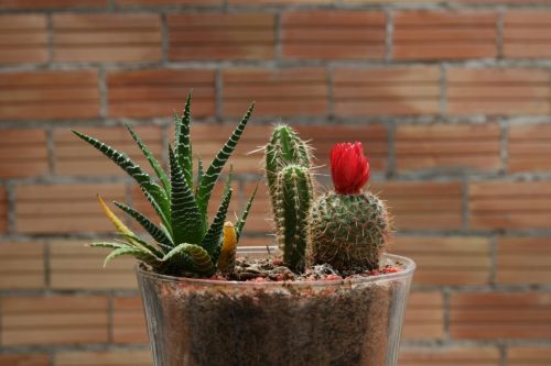 Fotografia de Jona - Galeria Fotografica: Cactus urbano - Foto: 