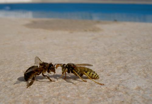 Fotografia de Velluter - Galeria Fotografica: Apuntes varios - Foto: En guardia..