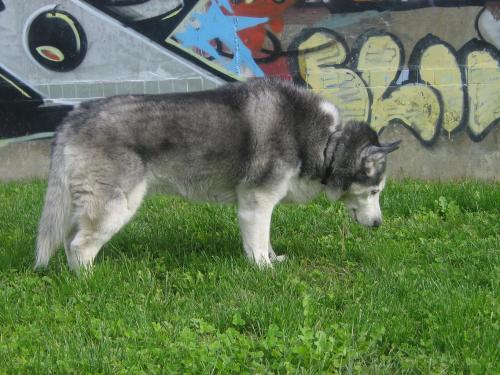 Fotografia de arboleo - Galeria Fotografica: por el parque - Foto: mi rosita