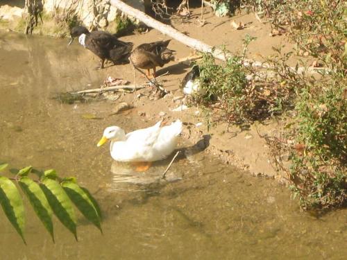 Fotografia de arboleo - Galeria Fotografica: por el parque - Foto: hoy el agua esta clara